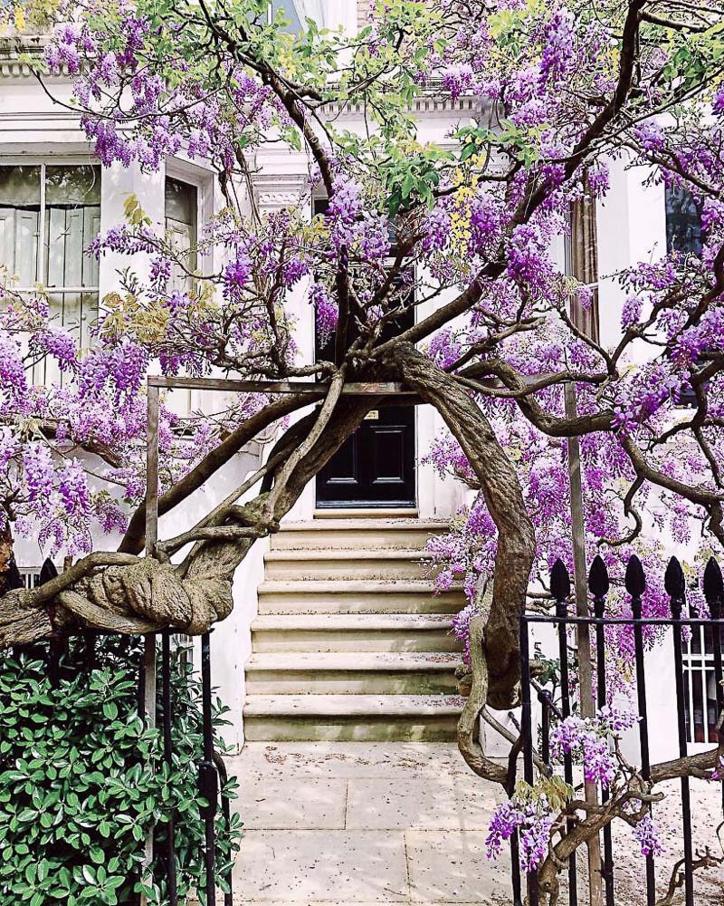 Wisteria 9 819x1024