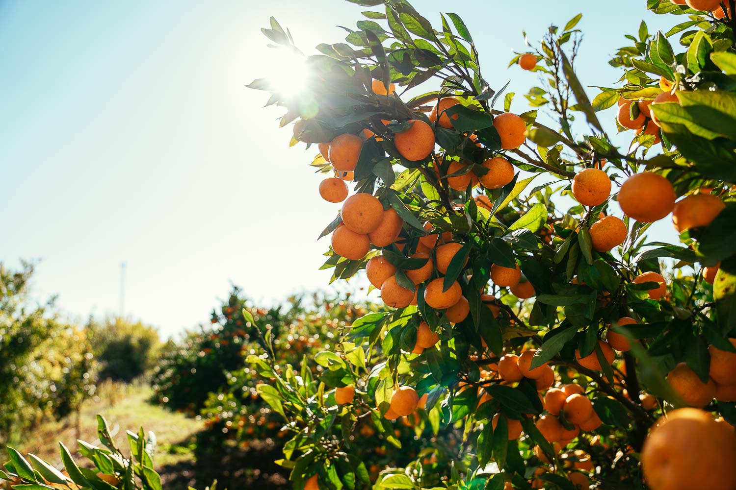 Zoganj - drevno istorijsko mjesto sada krase plantaže mandarina