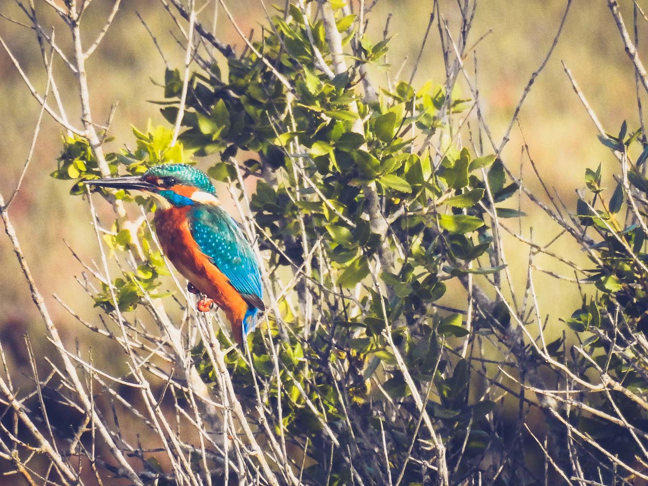 MORSKO DOBRO Vodomar FOTO Mlos Mitkic