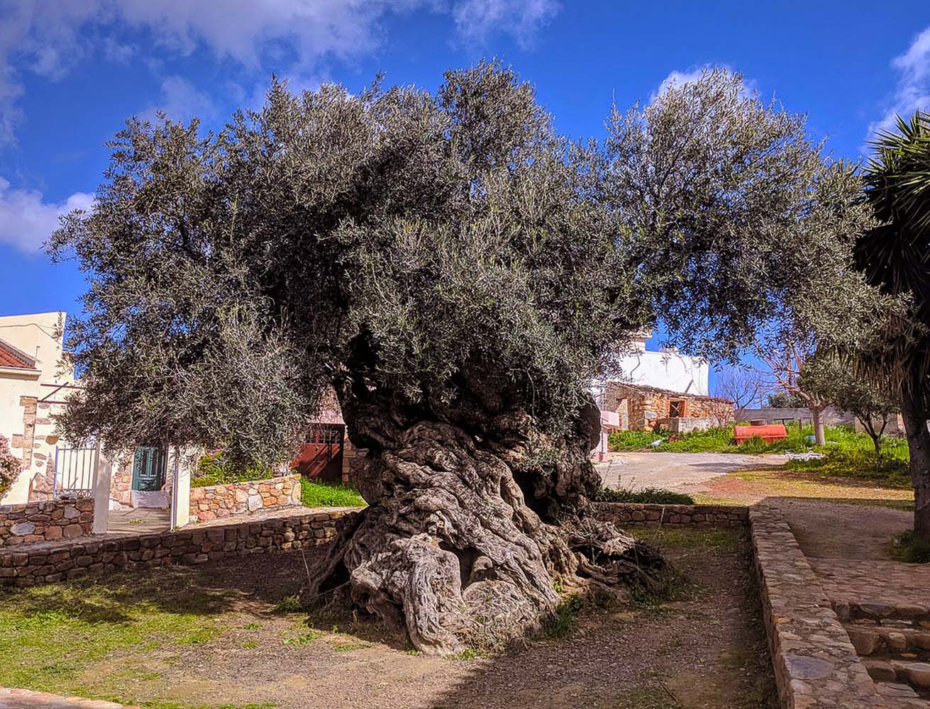 1280px Olive tree of Vouves copy