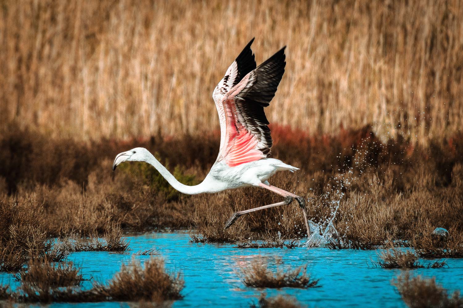 Flamingos ekstra by Adrian Perovic copy