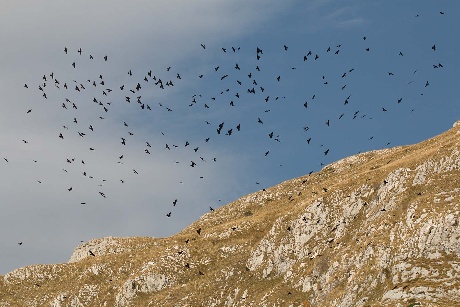 Žutokljuna galica Pyrrhocorax graculus Marija Šoškić Popović