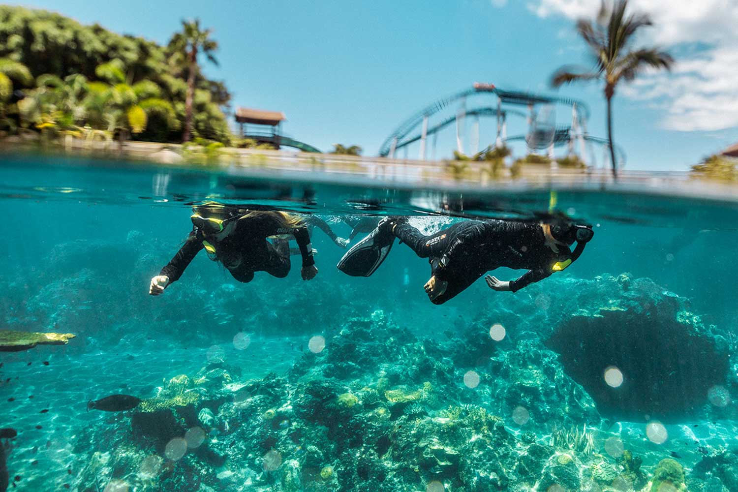lostandfound seaworldtropicalreef