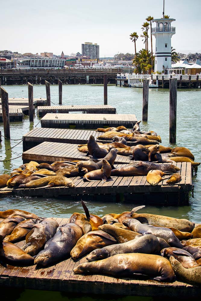 vertical shot sea lions wooden piers san francisco usa